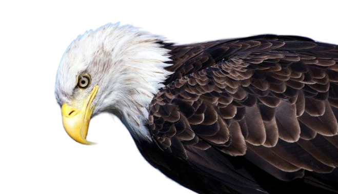 USA Eagle PNG